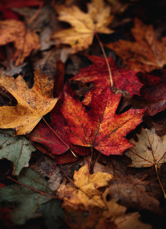 Vibrant Autumn Leaves in Natural Setting