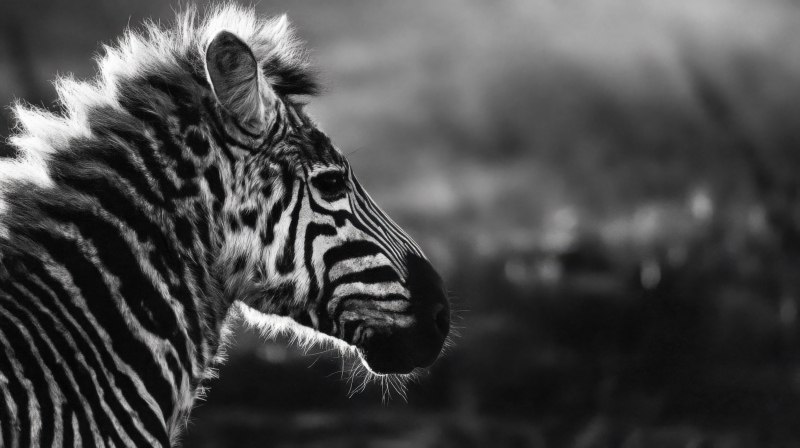Monochrome Zebra Profile in Natural Habitat
