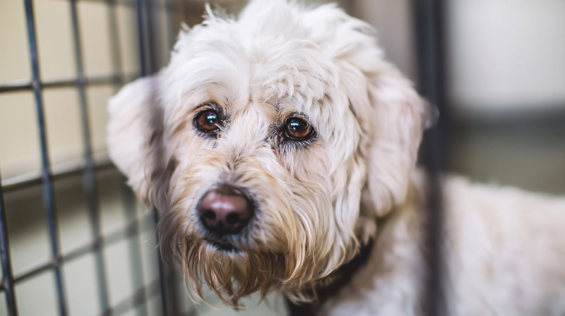 Adorable Cockapoo in Soft Focus Portrait