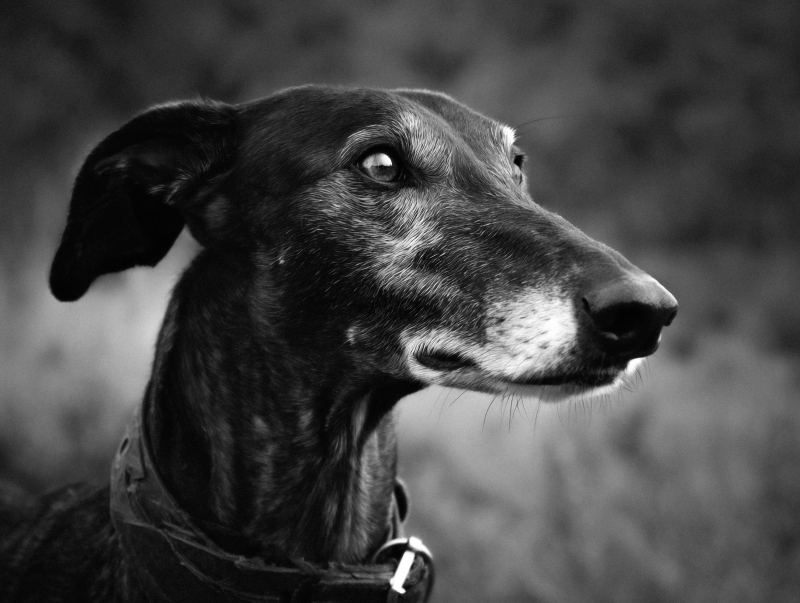 Elegant Greyhound Portrait in Black and White